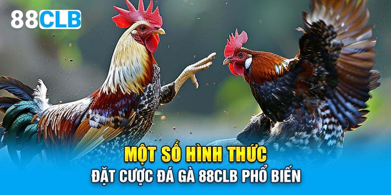 Một số hình thức đặt cược đá gà 88CLB phổ biến