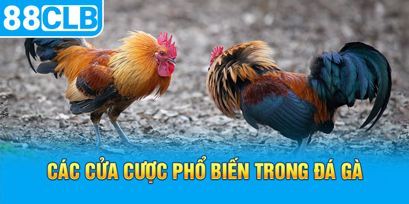 Các cửa cược phổ biến trong đá gà