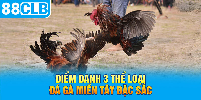 Điểm danh 3 thể loại đá gà miền Tây đặc sắc